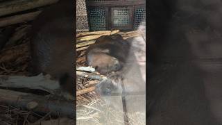 仲良く眠るアメリカビーバー　帯広動物園　American beaver sleeping peacefully