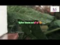 kormoti biyang thang ti lang a new kokborok romantic whatsapp status video 2022