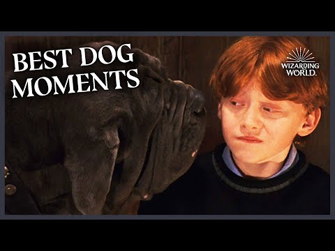 What type of dog is Fang on Harry Potter?