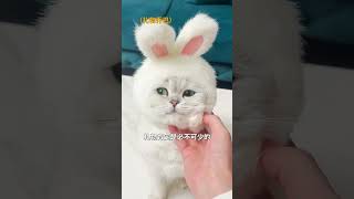 【#乔巴日记】我的猫咪6岁啦,希望他一直健健康康!#我和我的Mate #猫咪 #猫咪成精