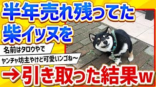 【2ch動物スレ】半年間売れ残りだった柴犬を引き取った結果www