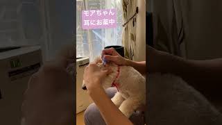 【お薬】モアちゃんは左耳が赤いので治療中#トイプードル#多頭飼い#マラセチア