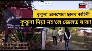 Golaghat News | কুকুৰা ভালপোৱা ছাৰৰ কাহিনী | কুকুৰা দিয়া নহ'লে জেলত যাবা! | N18V