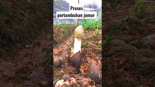 Proses Tumbuh Jamur #shorts #jamurbarat