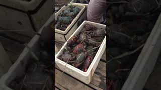 PANEN TOTAL KEPITING BAKAU UKURAN JUMBO 350KG