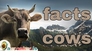 Interesting Facts about Cows You May Not Know