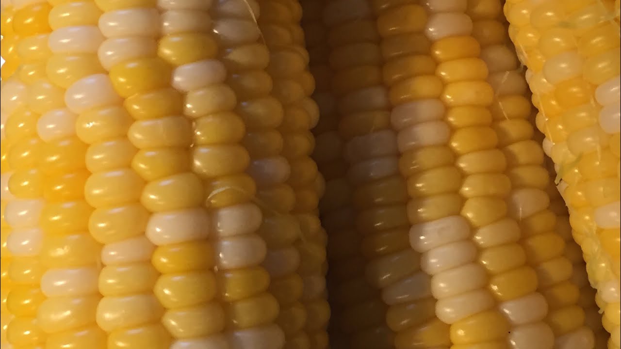 Picking Sweet Corn Youtube