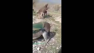 عندما تهجم الحمير شاهد ماذا حدث male donkeys fight for a female