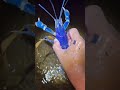 berburu udang biru langka di aliran air batu 😱 shortvideos fishing viral