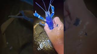 Berburu udang biru langka di aliran air batu 😱 #shortvideos #fishing #viral