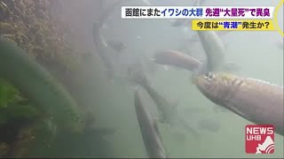 「釣り放題」イワシ\