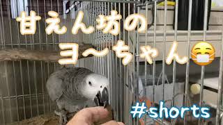 甘えん坊のヨ〜ちゃん【ヨウム飼育記録】