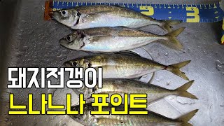 부산 도보 돼지전갱이 느나느나 포인트