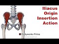Iliacus Anatomy: Origin, Insertion & Action