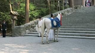 伊勢神宮　神馬牽参