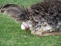 ostrich lays an egg