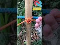 a practical rope skill very handy knotshortchannel