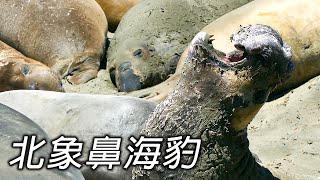 嫦娥奔南北極 從幼崽到巨型海洋生物 北象鼻海豹的成長與演變【第一百四十二集】Travel around and discover the wonders of life