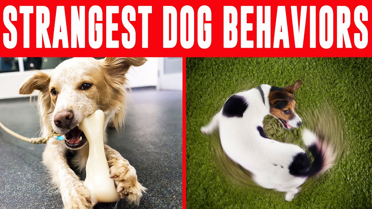 21 Weird Dog Behaviors Explained - YouTube