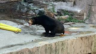 🐻マーサさん、ハァハァ言いながら💩ウンコする💕😊2022/06/29天王寺動物園