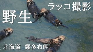 【絶滅危惧種】ラッコが繁殖する岬（北海道）