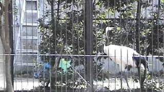 2002.08.13 東京自助旅遊 上野動物園 4/10 (商店篇)