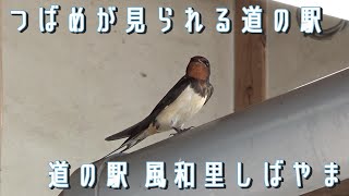 【つばめ】をじっくり見られる【道の駅】#千葉県 #鳥