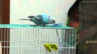 インコ洗濯ばさみと格闘中　　Budgerigar　VS　Clothespin