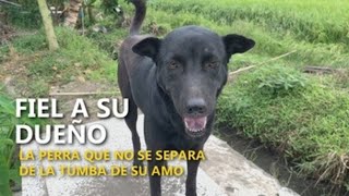 La perra que acompaña a su difunto dueño en Vietnam