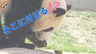 【彩浜saihin🌈BOSSキュートな狂気】えーーっ!笹団子をチョンチョンした手を!?/飼育員さんの笹束を選別グルメぶる/ジャイアントパンダ/アドベンチャーワールド/panda/saihin