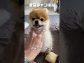 銭湯でお湯に浸かったおじちゃんの顔なのよ♨️（笑） きなちゃん dog ペット ポメラニアン 犬のいる生活 犬のいる暮らし ポメラニアンのいる生活 犬 shorts short