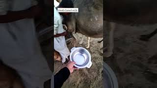 Fresh camel 🐫 Milk | ஒட்டக பால் குடிக்கலாம் வாங்க | JEDDAH desert | Saudi Arabia #jeddah #camel