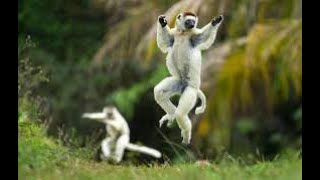 আফ্রিকার   মাদাগাস্কারের  এক প্রাণী  লেমুর || LEMUR || some information  about lemur...