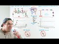 antiarrhythmic drugs