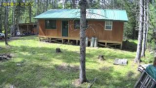 deer hanging around and a laggy camera