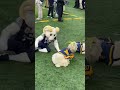 Goats don’t want to play with Bill the Goat #Navy #football #animals #goat #mascot