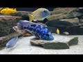 nimbochromis livingstonii big and beautiful