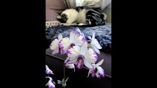 泼墨石斛12朵花全开+猫生快乐 2020.11.18（Dendrobium Enobi Purple ‘Splash’ on Nov. 18,2020）#Shorts