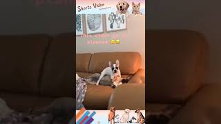 Funny and Cutest Puppies Videos #117 #shorts