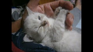 私のお腹の上でのんびりマッタリしている白チビ子猫ちゃんA kitten relaxing on my body【いなか猫１８５０】japanese funny cat