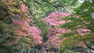 【4K】六義園の紅葉04（2020年12月6日）