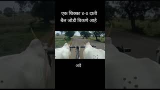 #youtubeshorts 👆 एक शिक्का 🐂 🐂 बैल जोडी विकणे आहे.