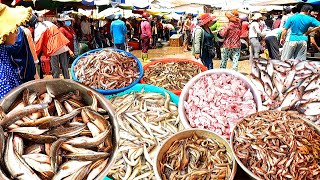 Amazing Fish Market! Fish, Crab, Mouse & More - Local Lifestyle Cambodia