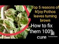 Reasons and treatment for Brown leaves on Pothos and money plant / N'Joy Pothos brown leaves