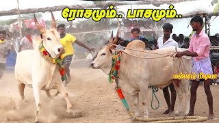 அருமையான வளர்ப்பு பெரிய ஒக்குப்பட்டி மந்தைக்கருப்பன கோவில் காளை ❤️