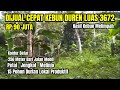 Dijual Cepat Kebun Duren Produktif Luas 3672, Kontur Datar, Hanya 90 Juta Nego