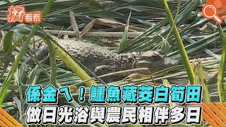 係金ㄟ!鱷魚藏茭白筍田 做日光浴與農民相伴多日｜TVBS新聞｜擠看看#Shorts