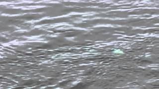 Orca Whales off Turn Point, Stuart Island, WA