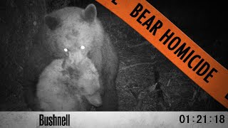 Bears Fight to the Death! - When Black Bears Attack (Wildlife)