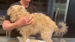 Mighty Mutt Hypoallergenic Waterless Shampoo for Dogs Review, Perfect doggie Dry Shampoo